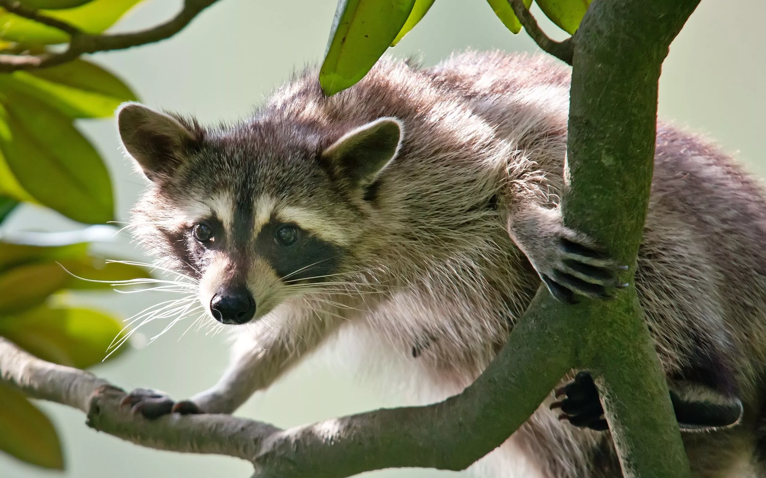 Download Animal Raccoon HD Wallpaper