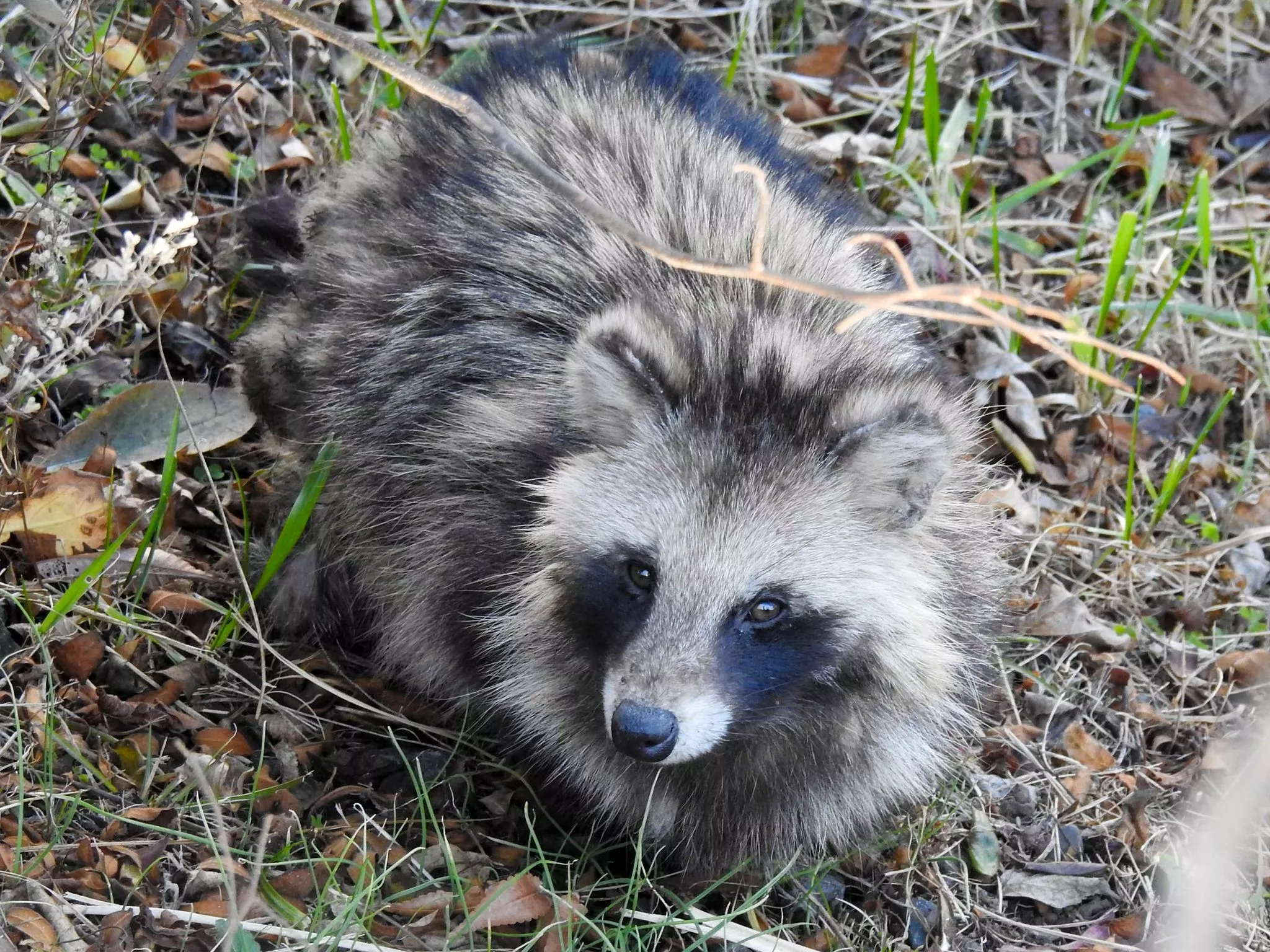 Photos of Japanese Raccoon Dog