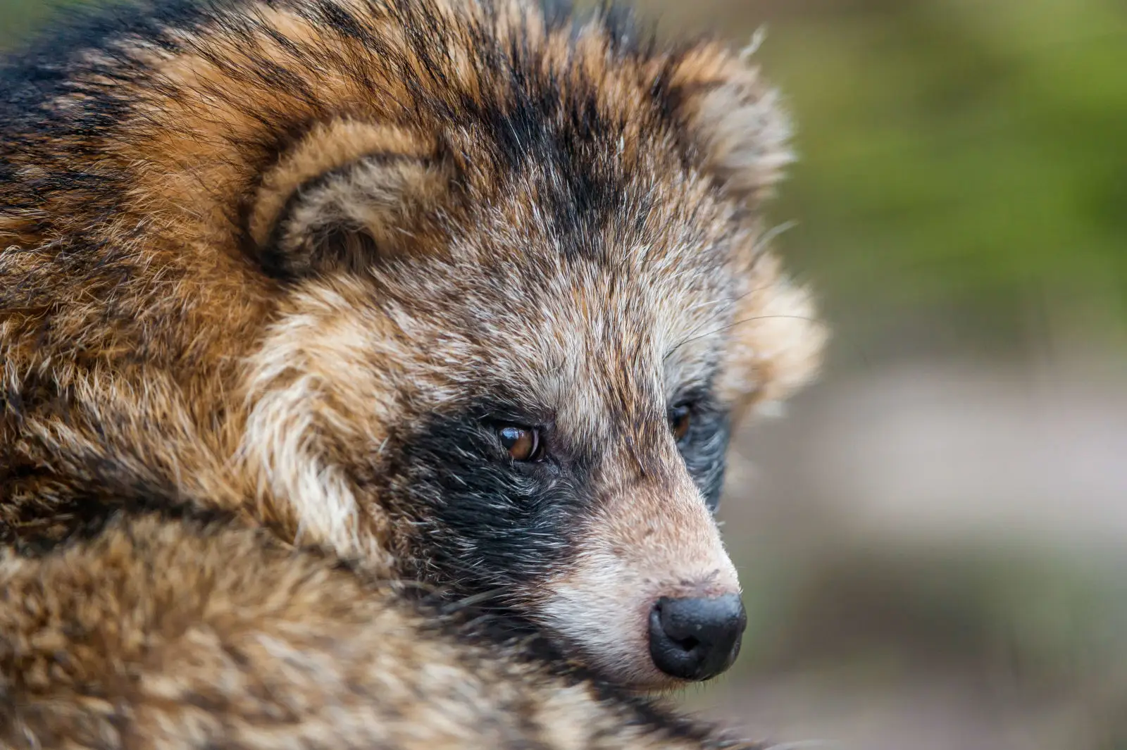 Raccoon Dog, Diet, Habitat