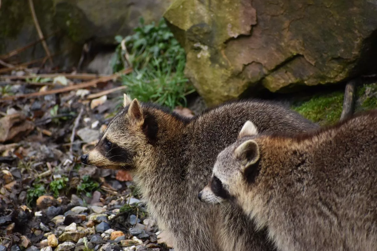 Free Common Raccoon & Raccoon Image