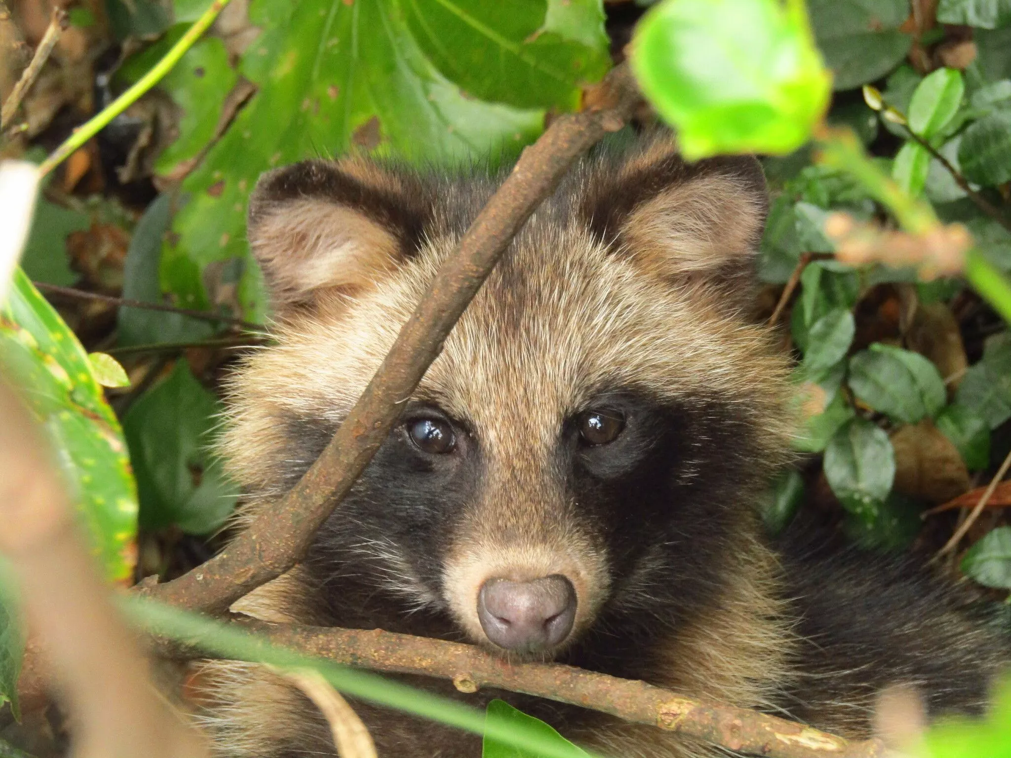 Hondo Raccoon Dog Subspecies