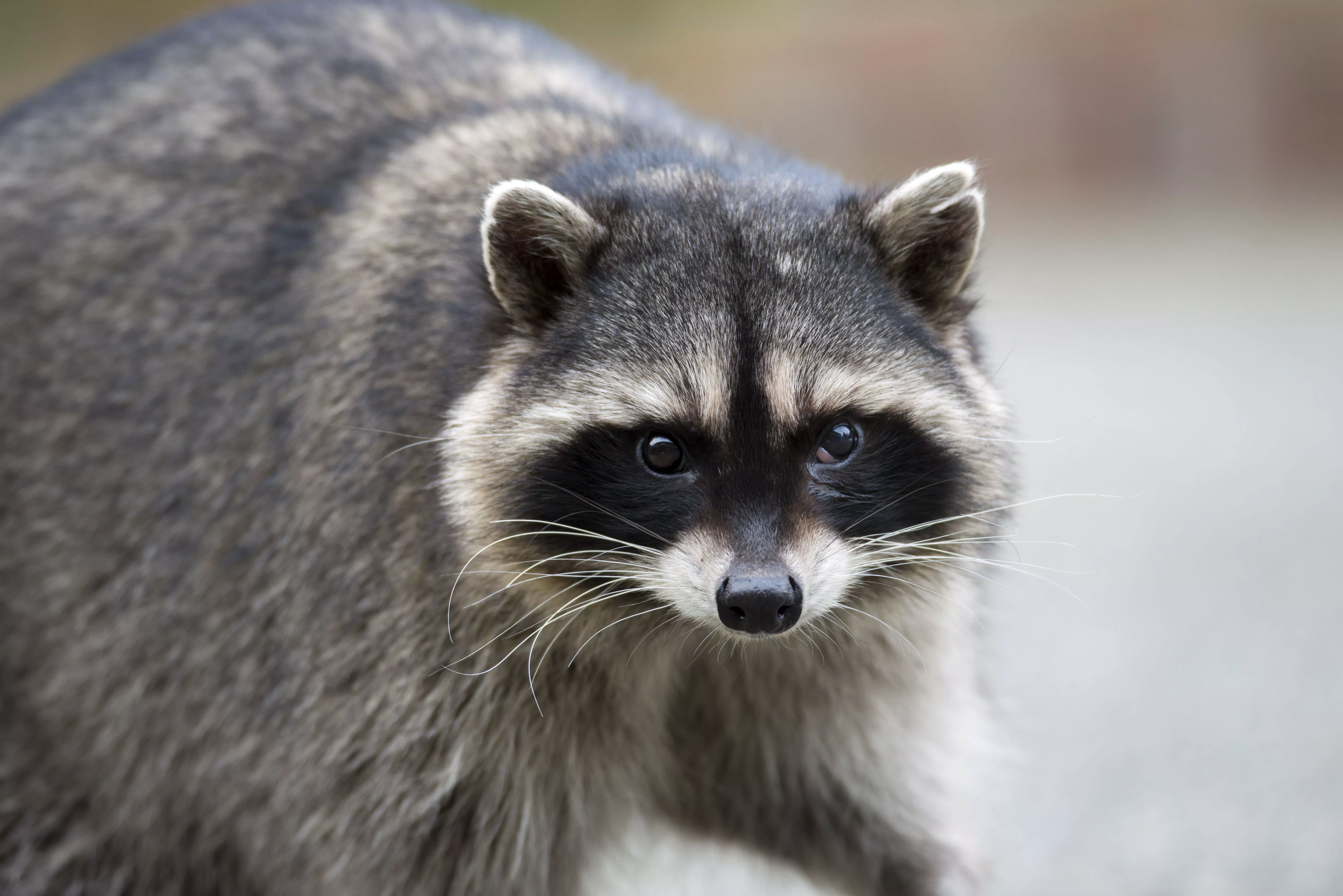 Animal Raccoon 4k Ultra HD Wallpaper