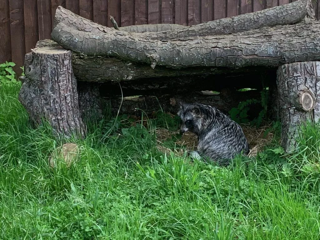 Raccoon Dog Picture Picture