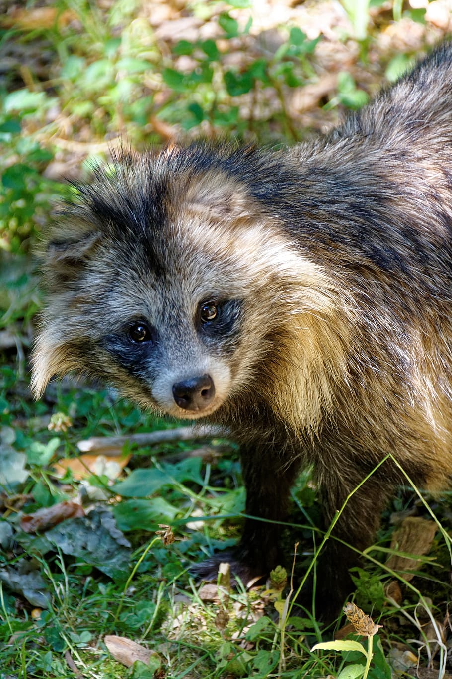 marten, raccoon dog, animal, tanuki