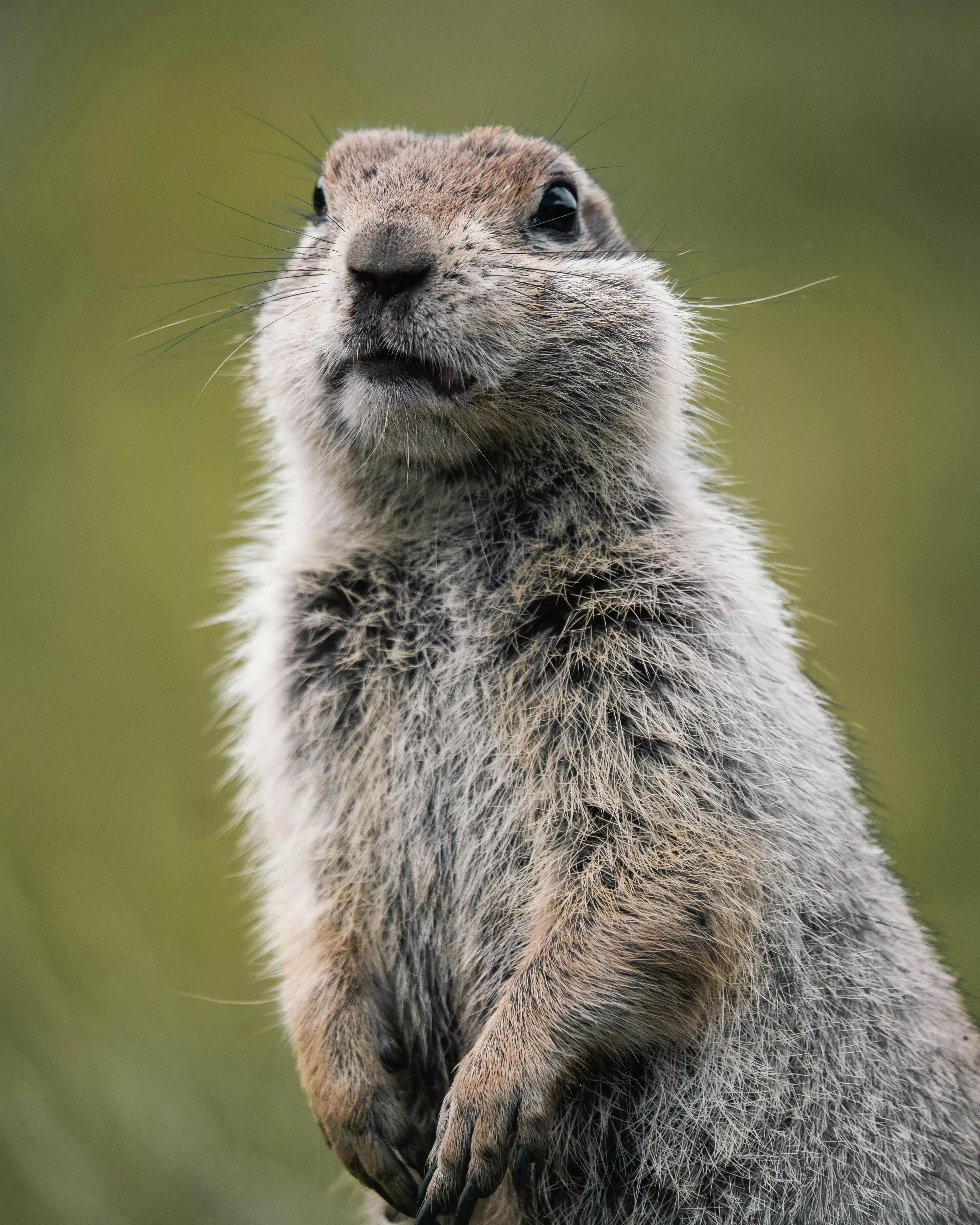 Common Raccoon Dog on Green Grass