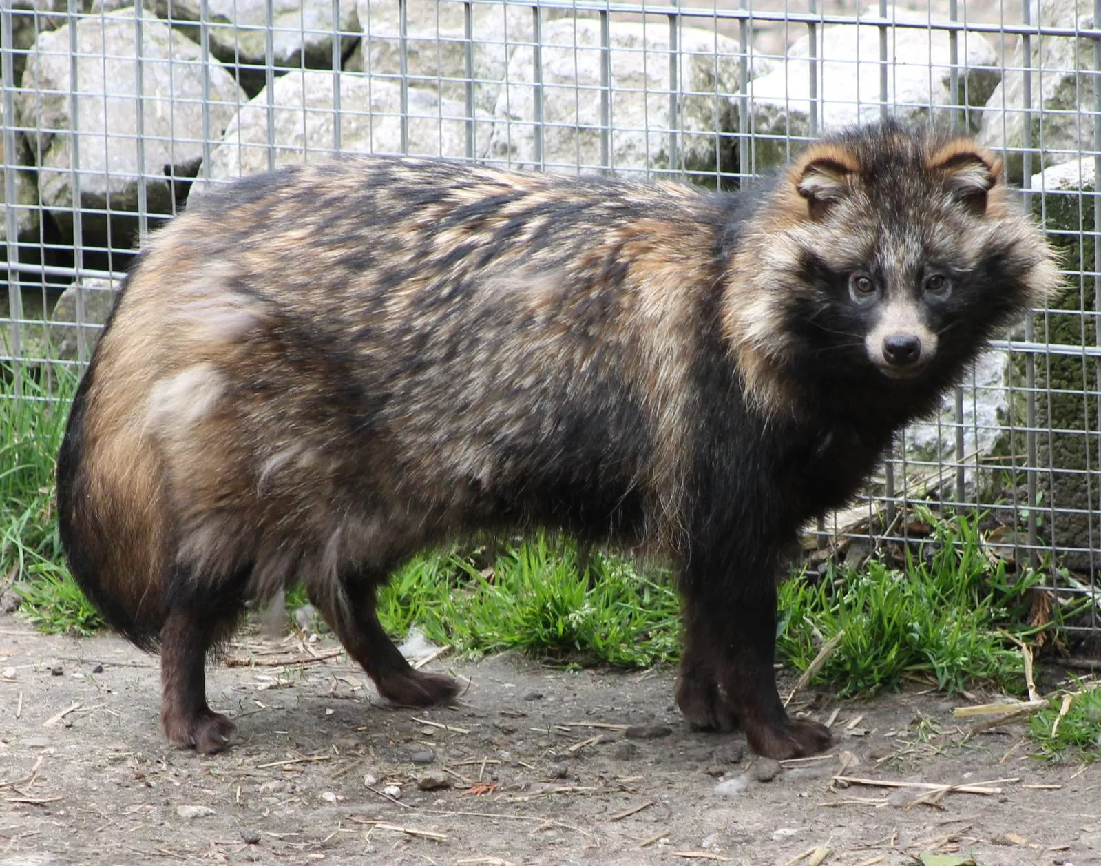 Raccoon dog