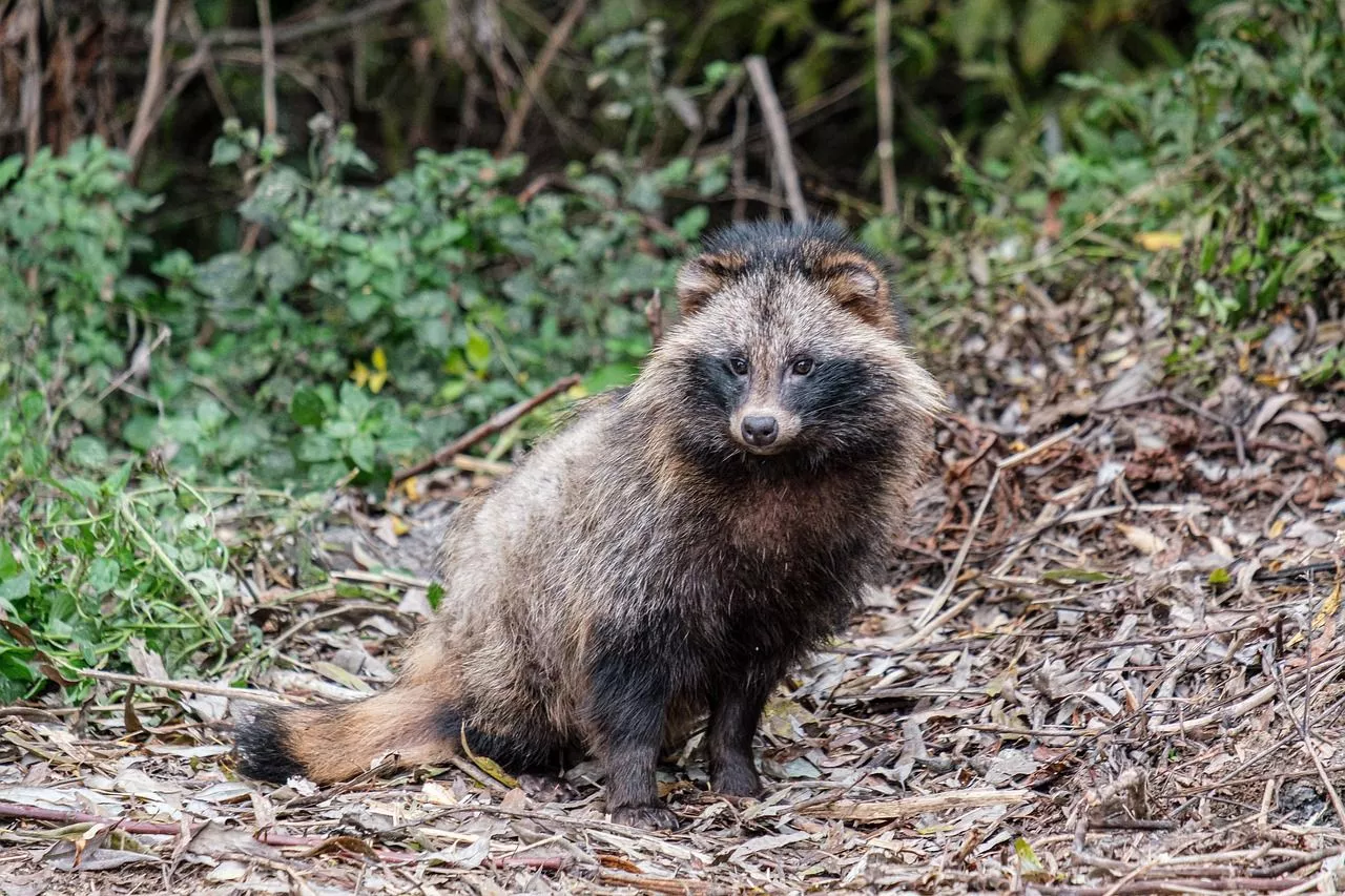 Raccoon Dog Danube Delta Romania