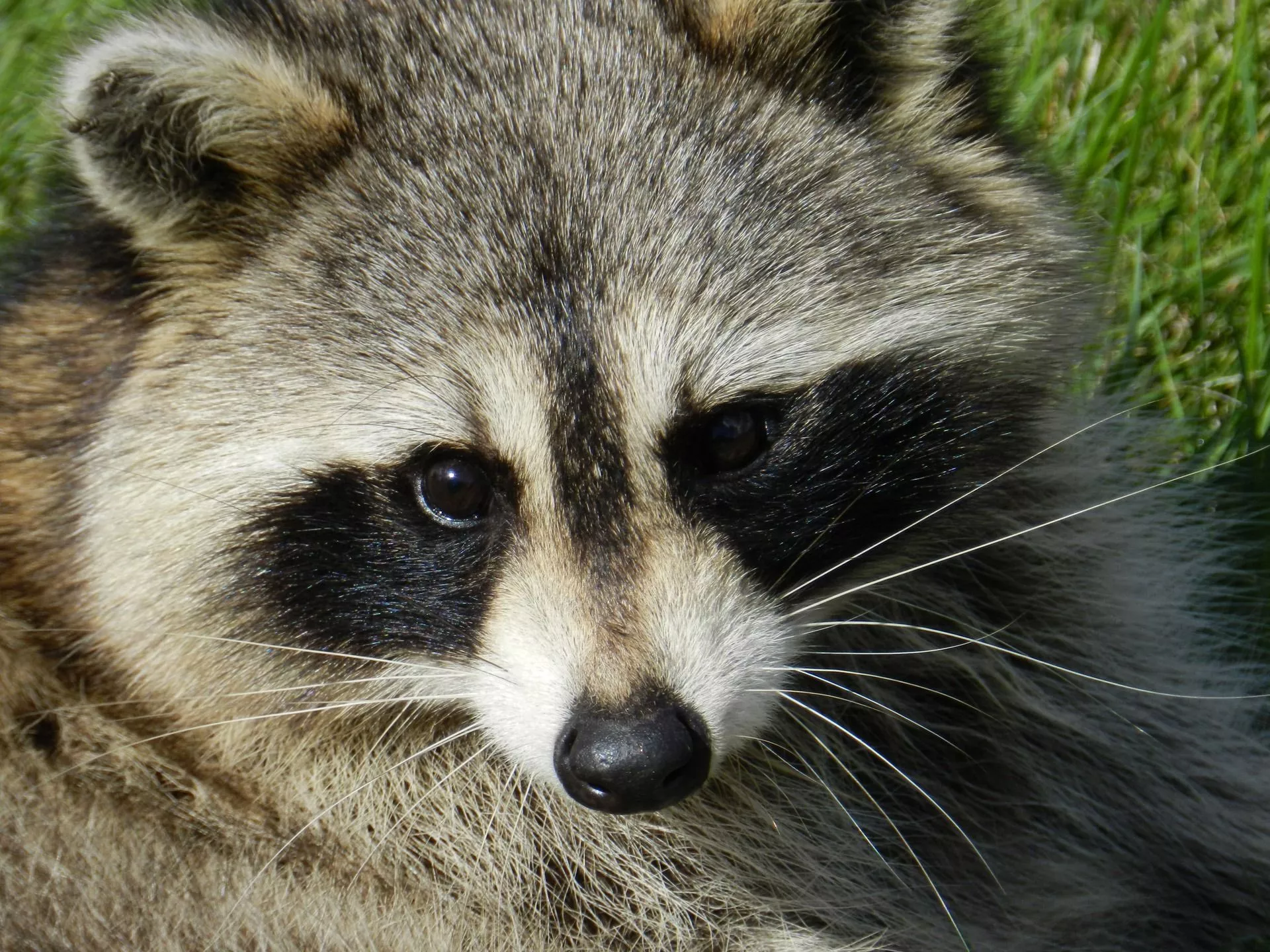 Close up photo of raccoon