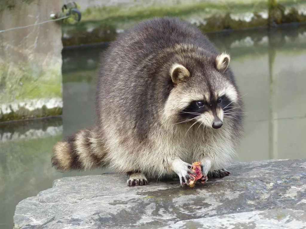 Common Raccoon Mammals of Hampton