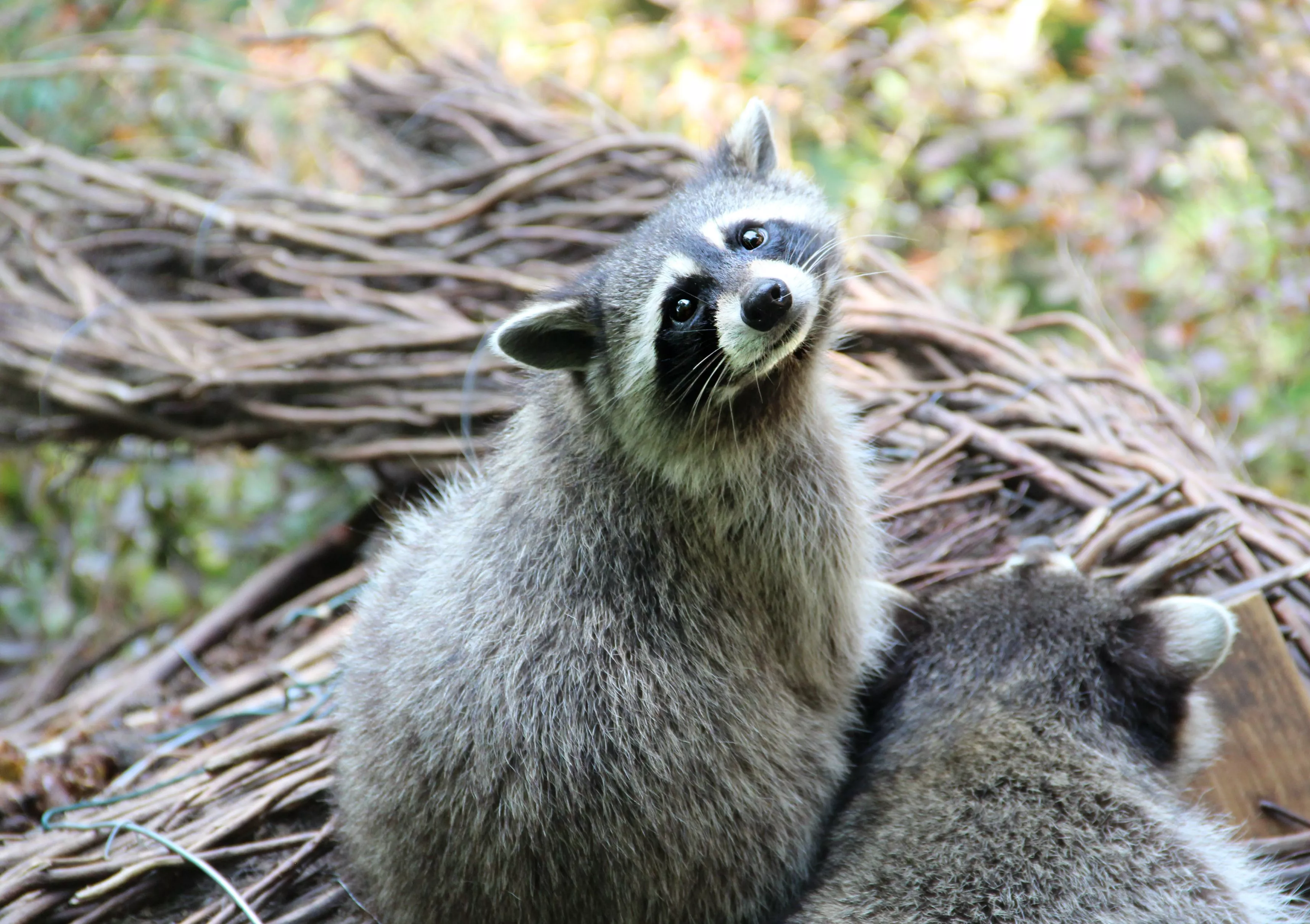 Download Animal Raccoon HD Wallpaper