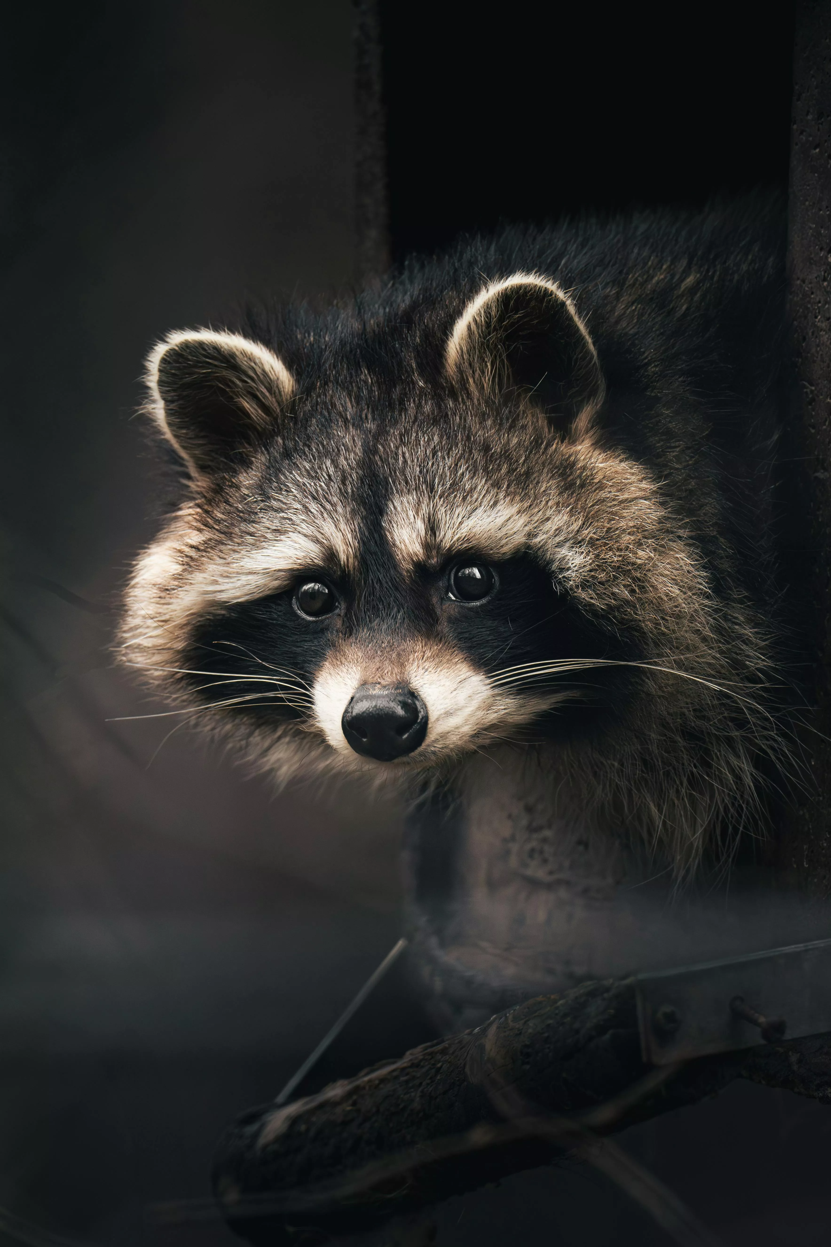 Raccoon Photo, Download The BEST Free