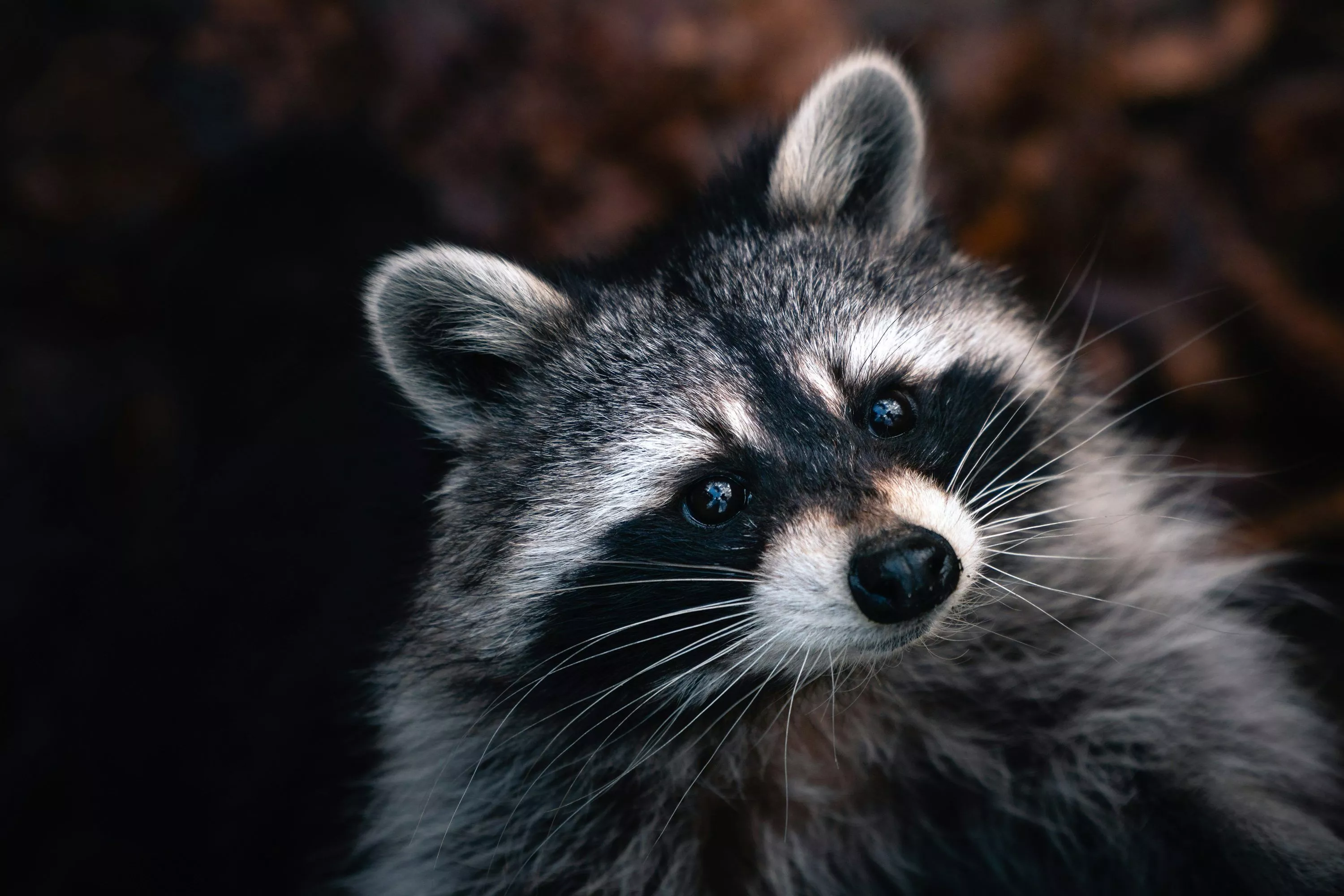 Raccoon Picture. Download Free