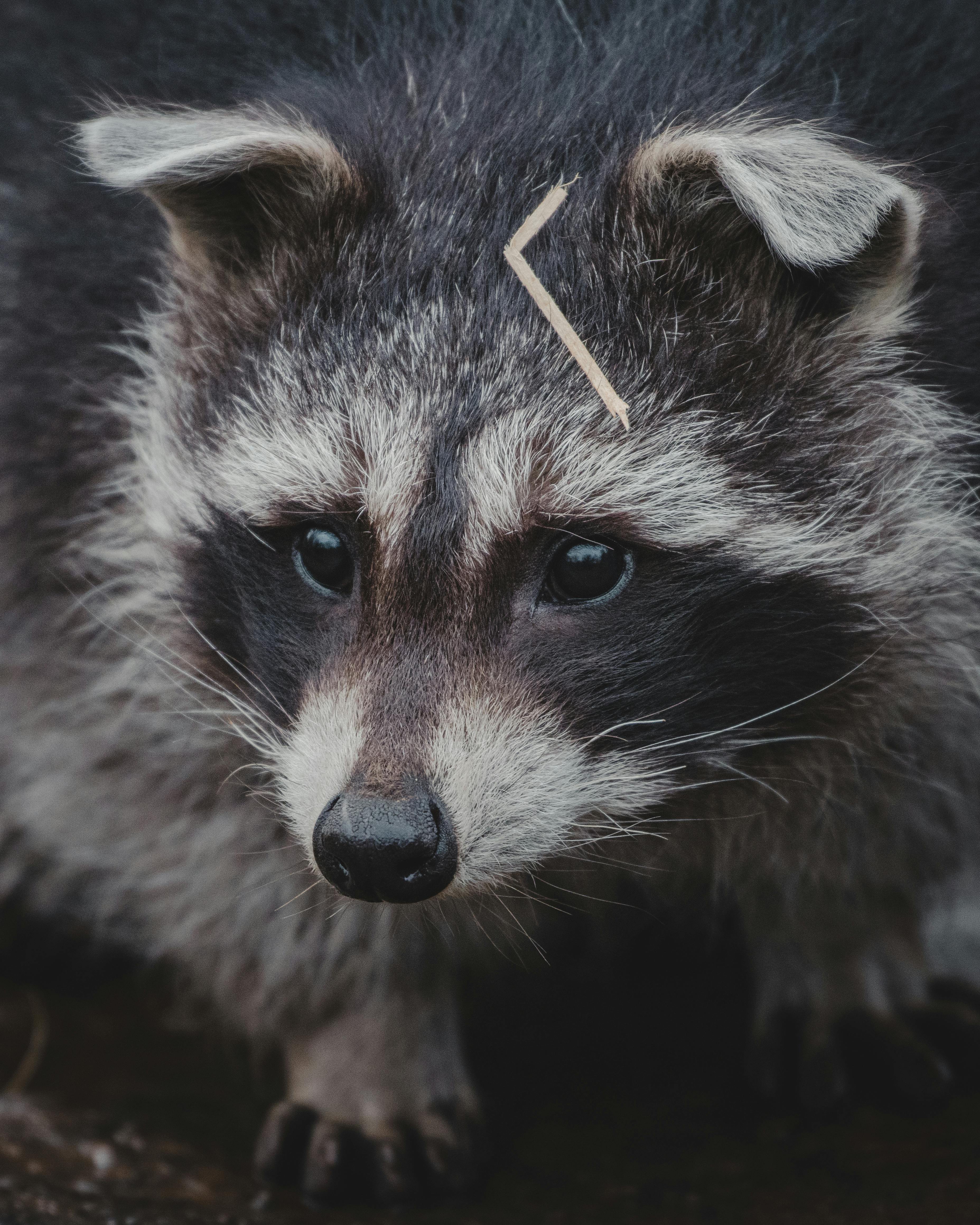Raccoon Photo, Download The BEST Free
