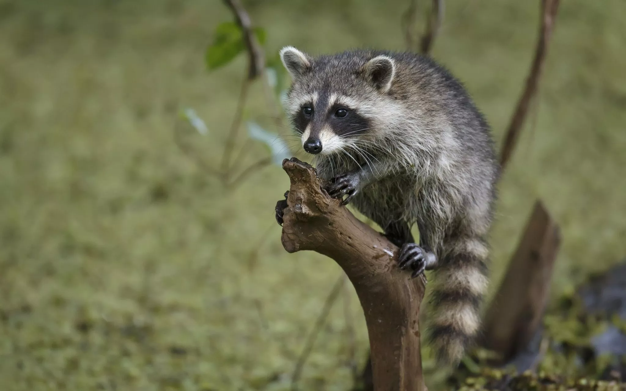 raccoon, tree, branch Wallpaper, HD