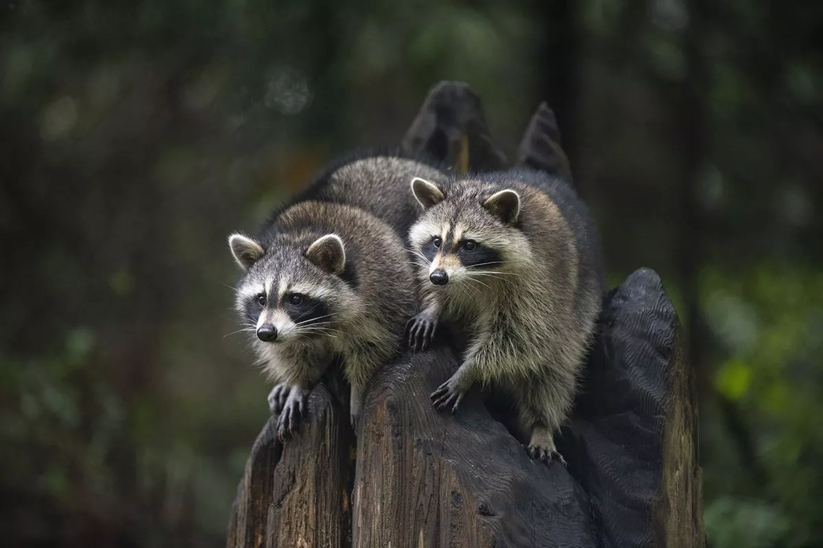 Meet the raccoon kits!