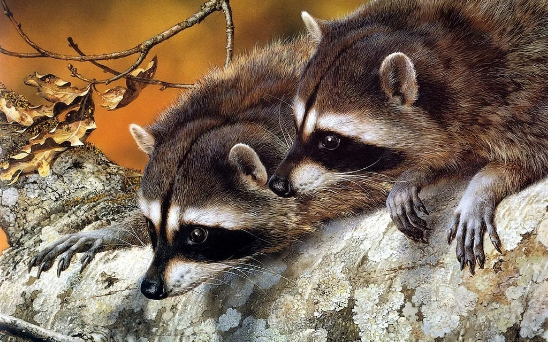 Raccoon Haven: Stunning HD Wallpaper