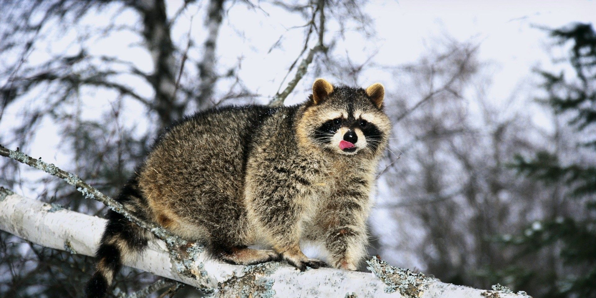 Raccoons In The Winter