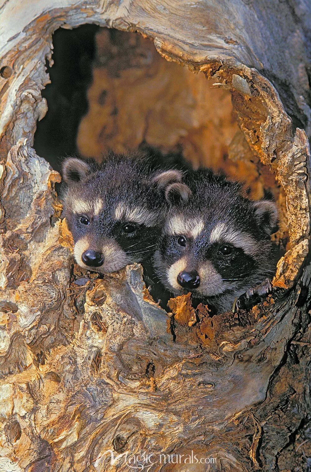 Young Raccoon Wallpaper Wall Mural