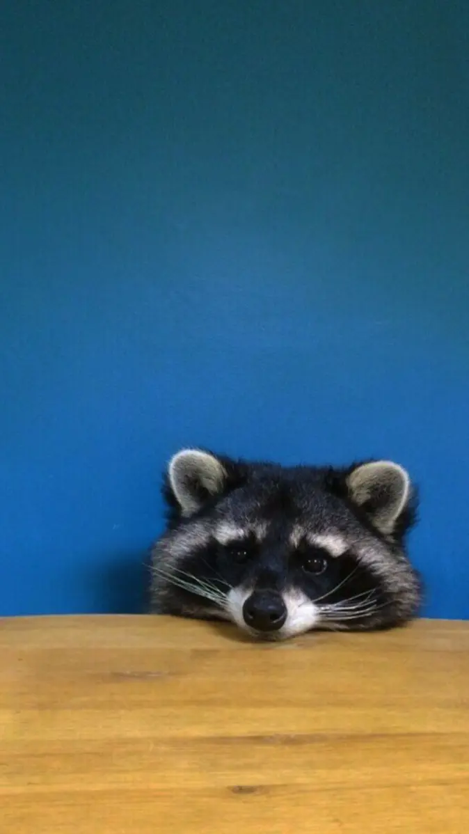 Racoon wallpaper