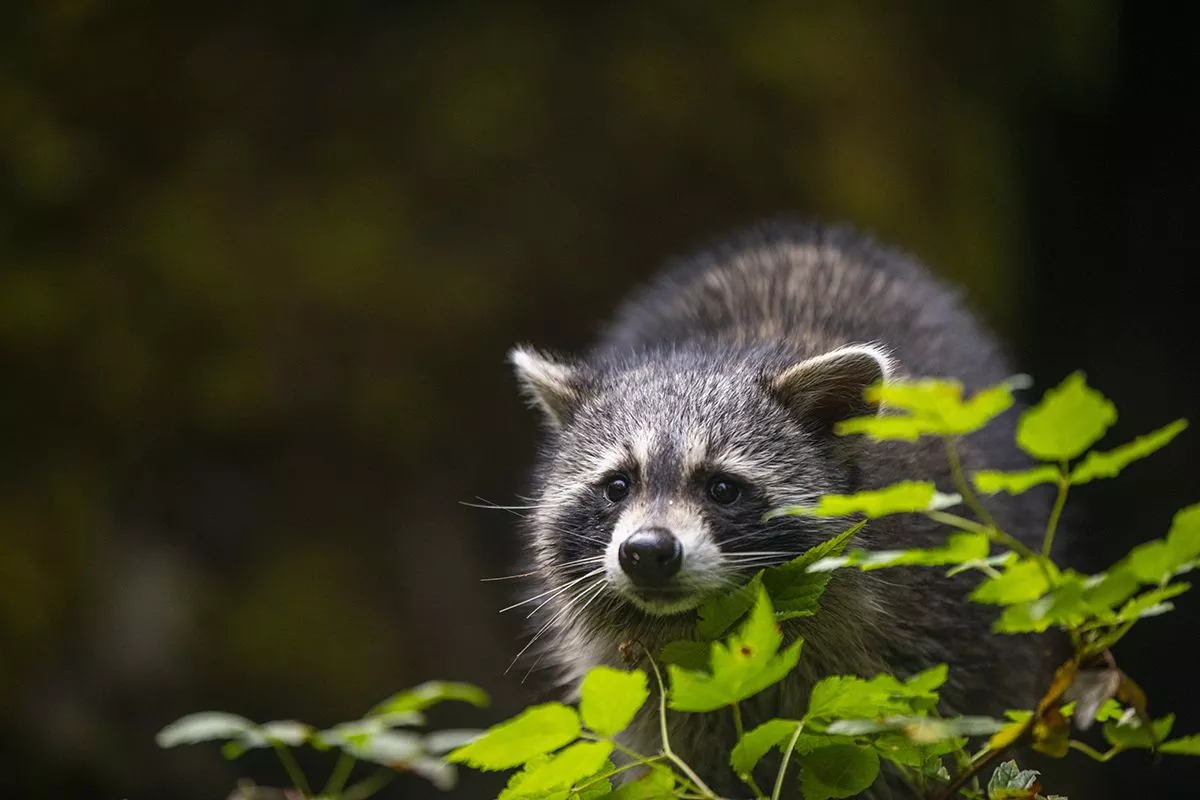 Meet the raccoon kits!