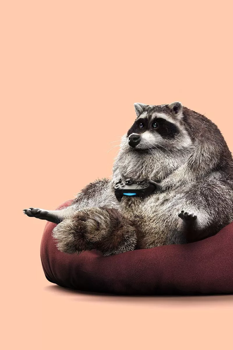 Download wallpaper 800x1200 raccoon