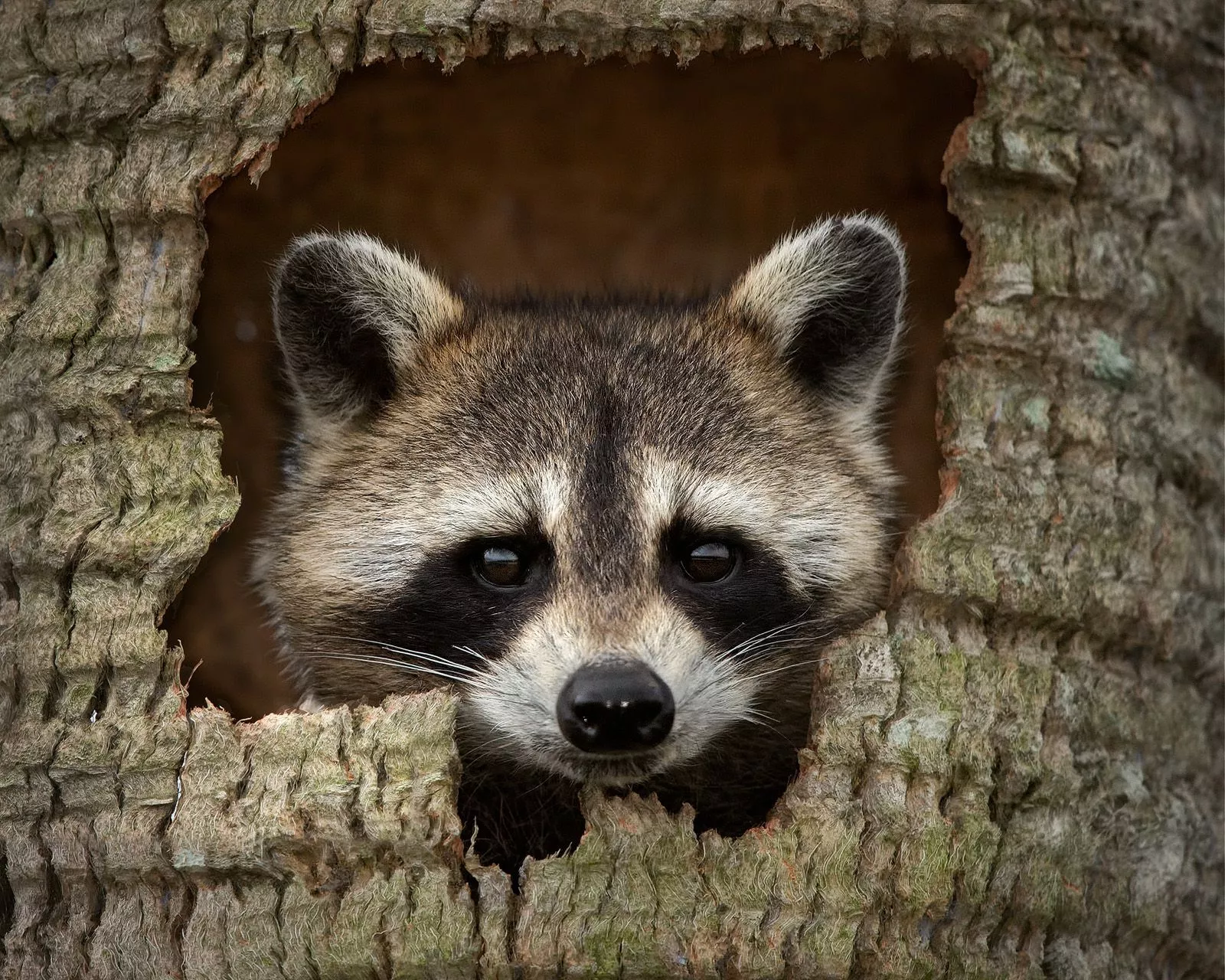 raccoon Archives