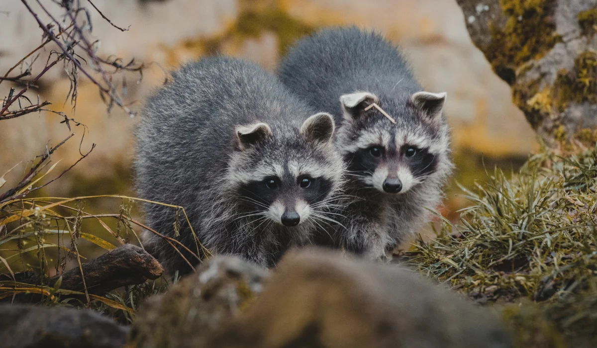 How to Get Rid of Raccoons in Louisiana