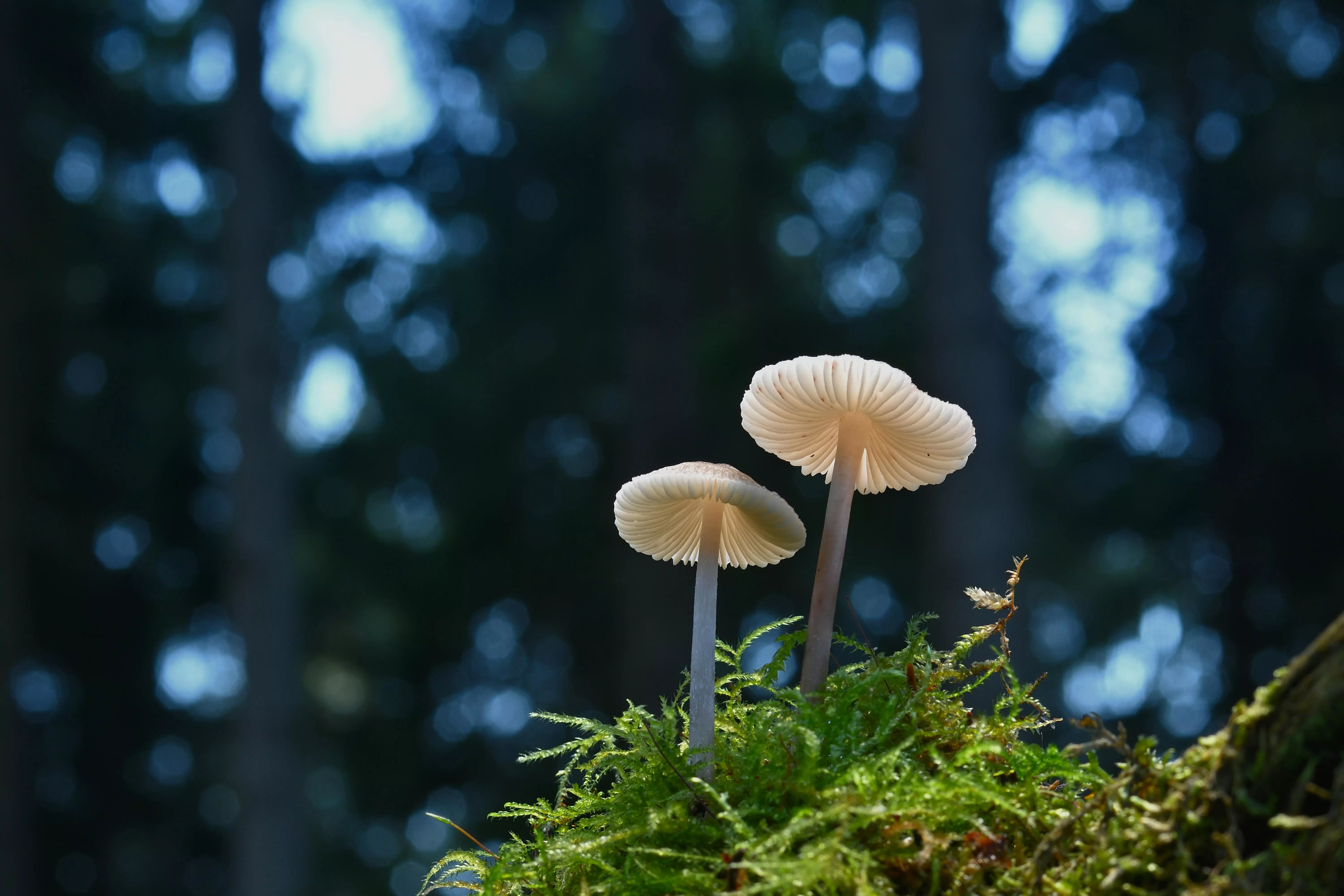 Tiny Mushrooms Growing on Moss · Free