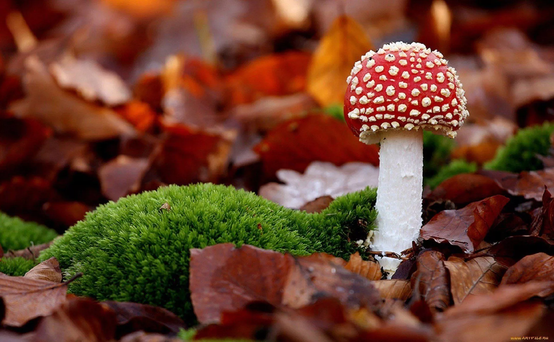 Download Nature Mushroom Wallpaper
