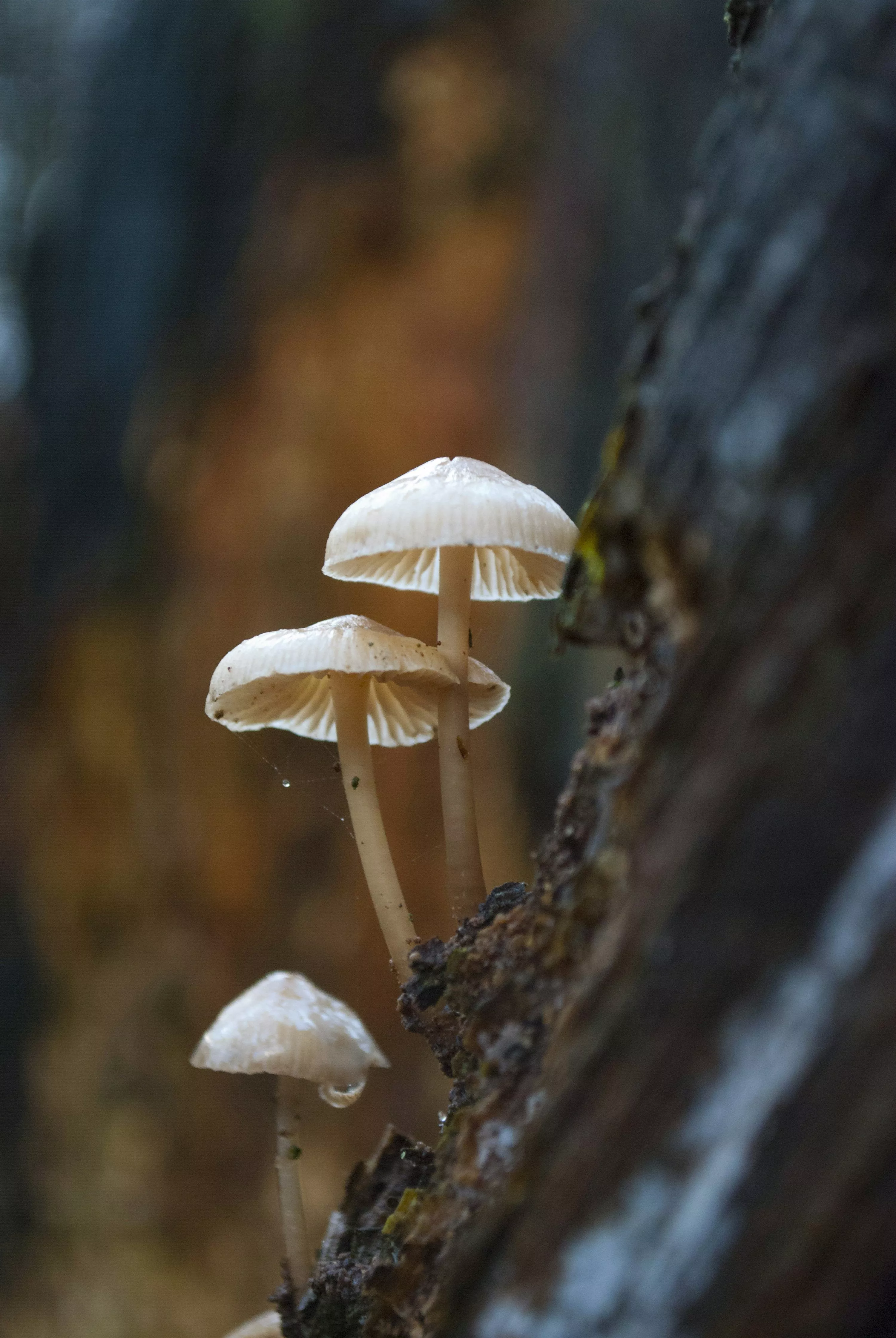 Mushroom Picture [HD]. Download