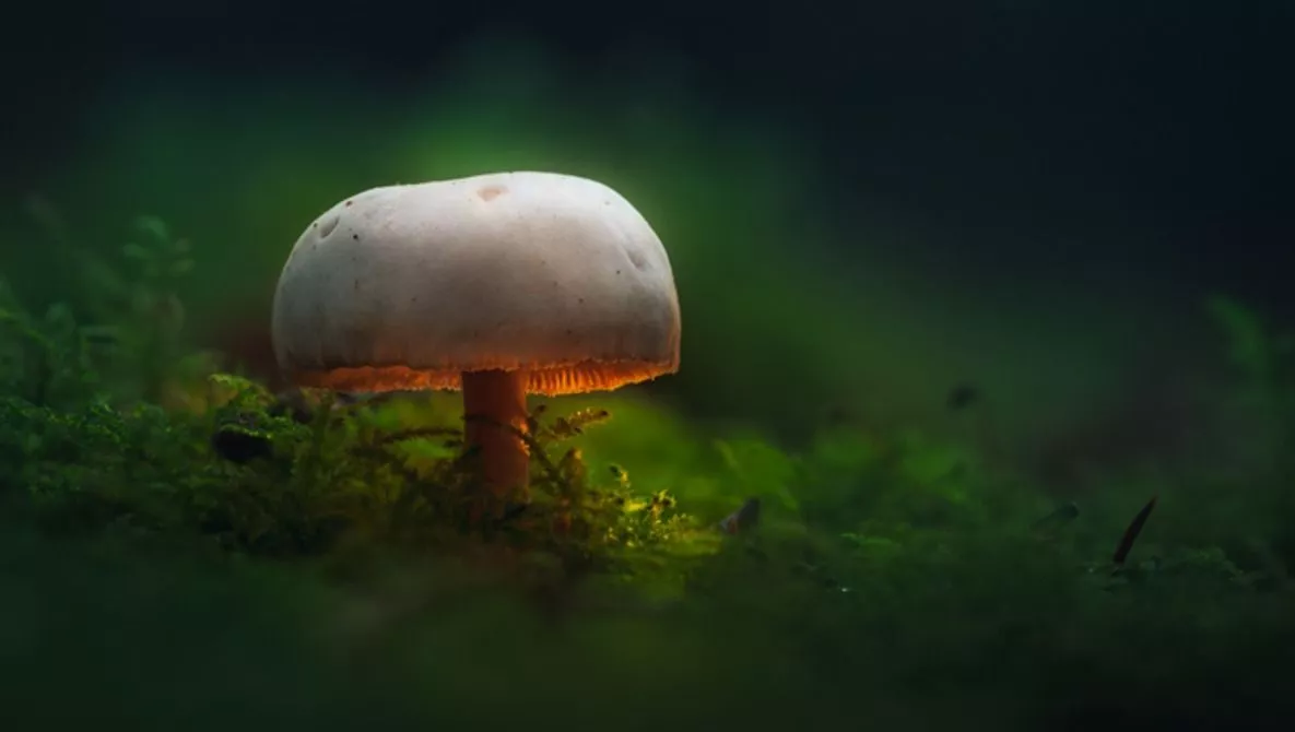 Those Glowing Mushrooms (Part 2): 7