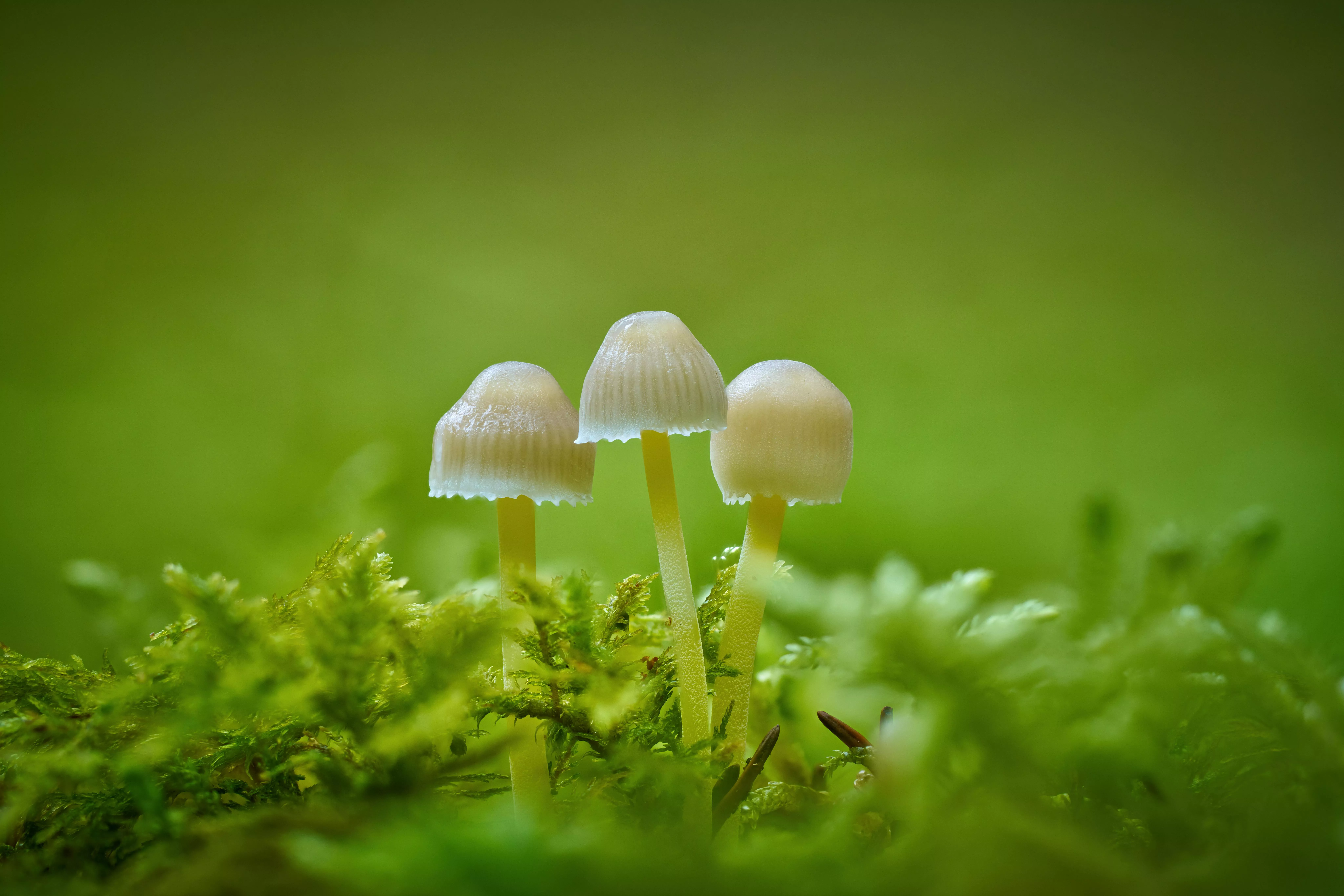 Mushrooms in a Forest · Free