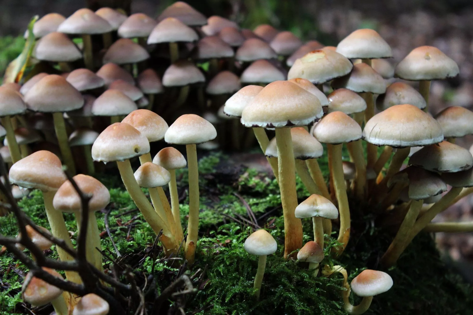 HD Desktop Background With mushroom field