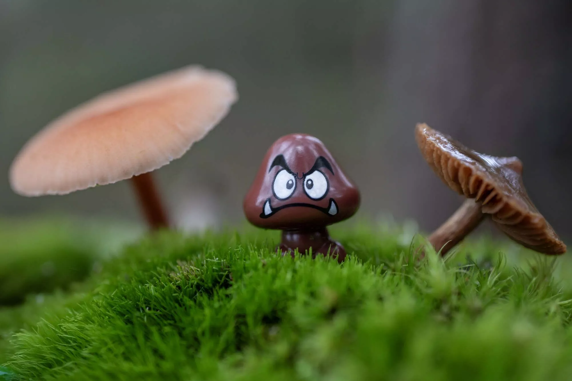 Fungi: Mushrooms and Toy Photography