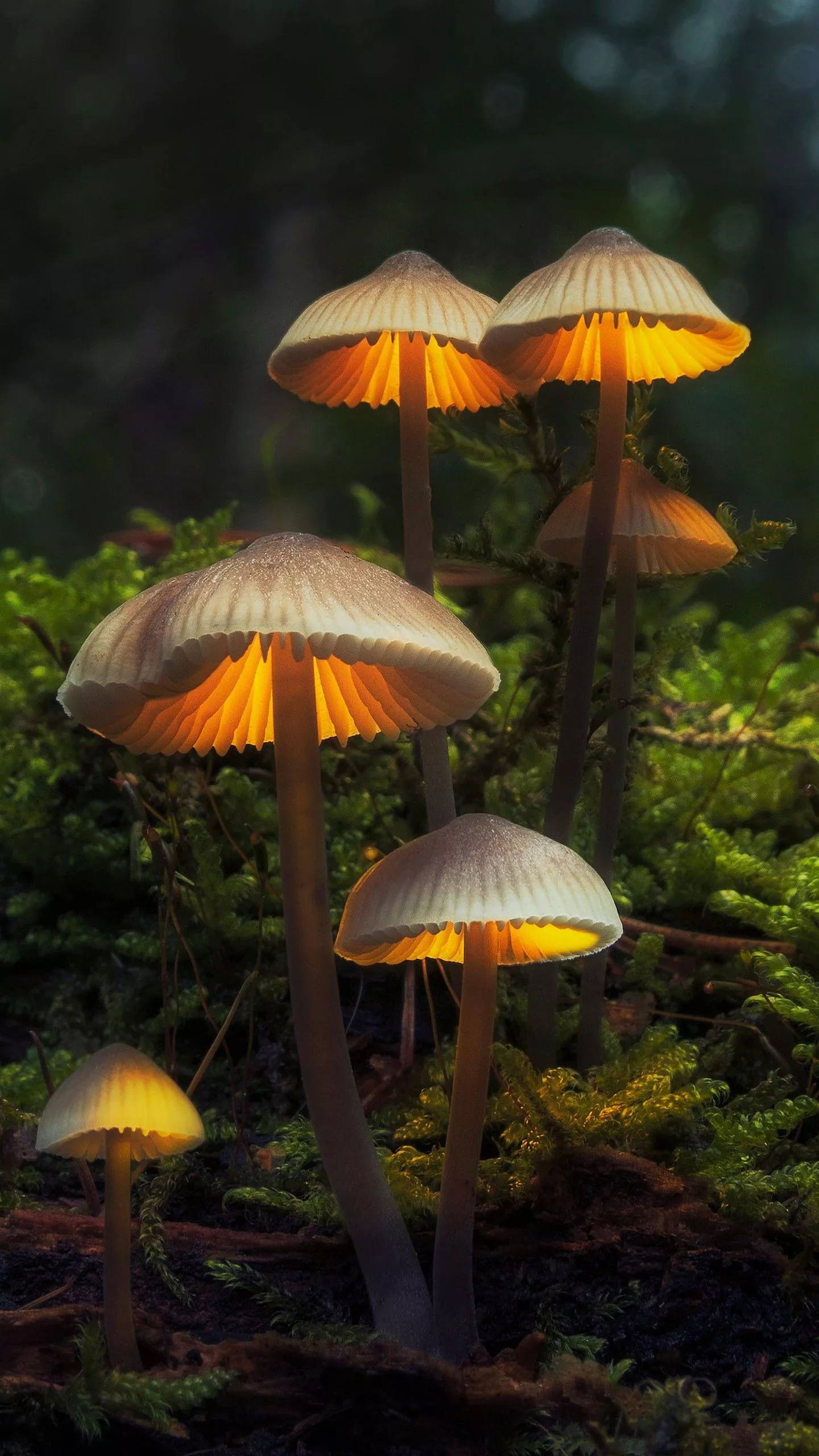 Multiple Glare Mushrooms Green Plants