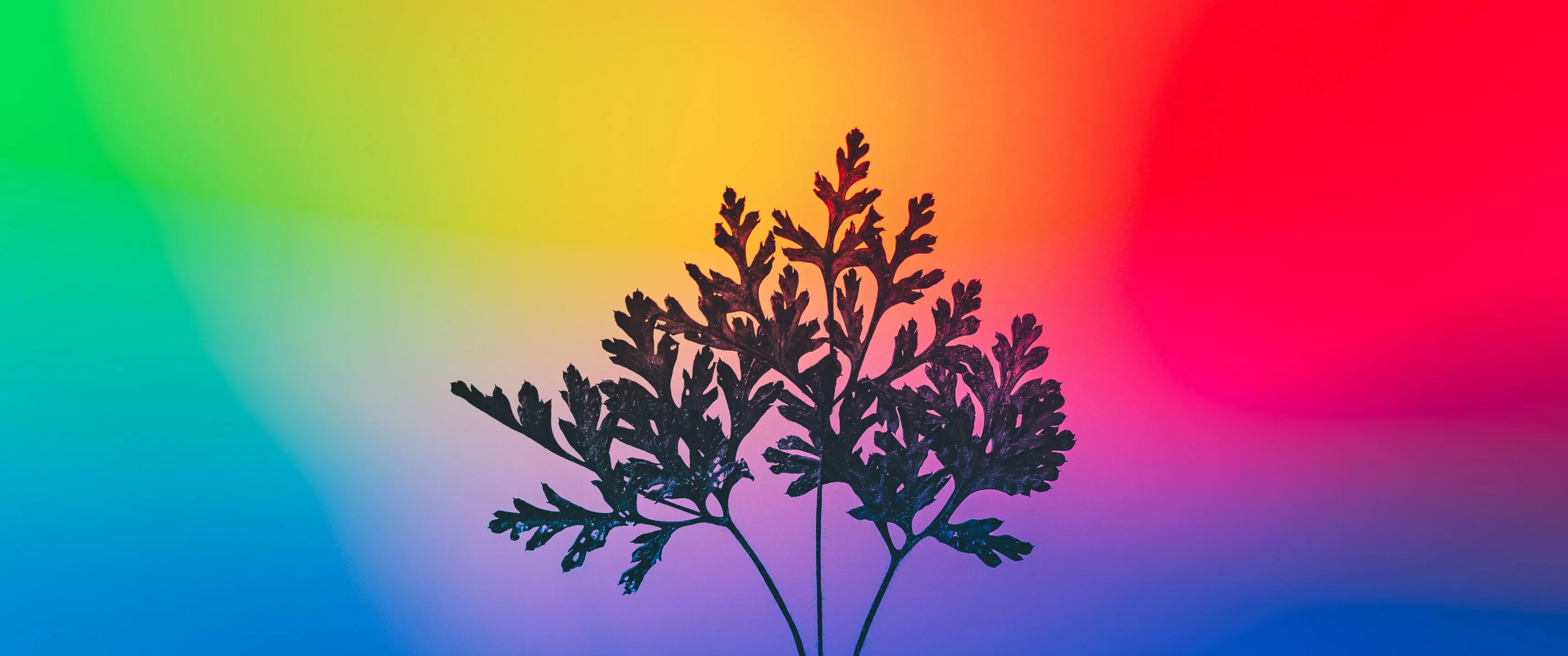 Herbal plant Wallpaper 4K, Gradient
