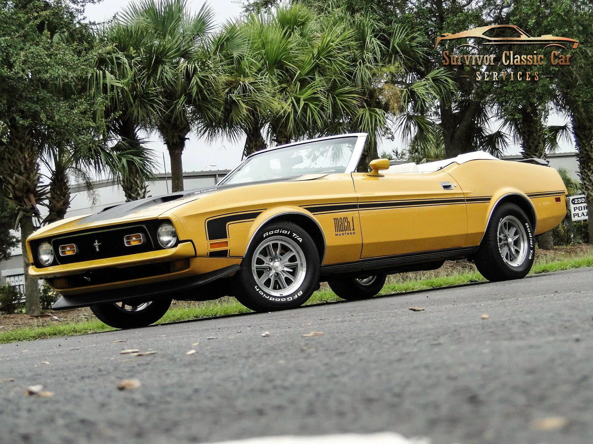 Ford Mustang. Survivor Classic