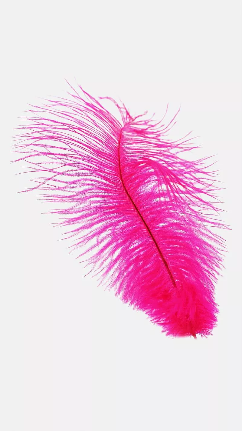 feather, pink, HD phone wallpaper
