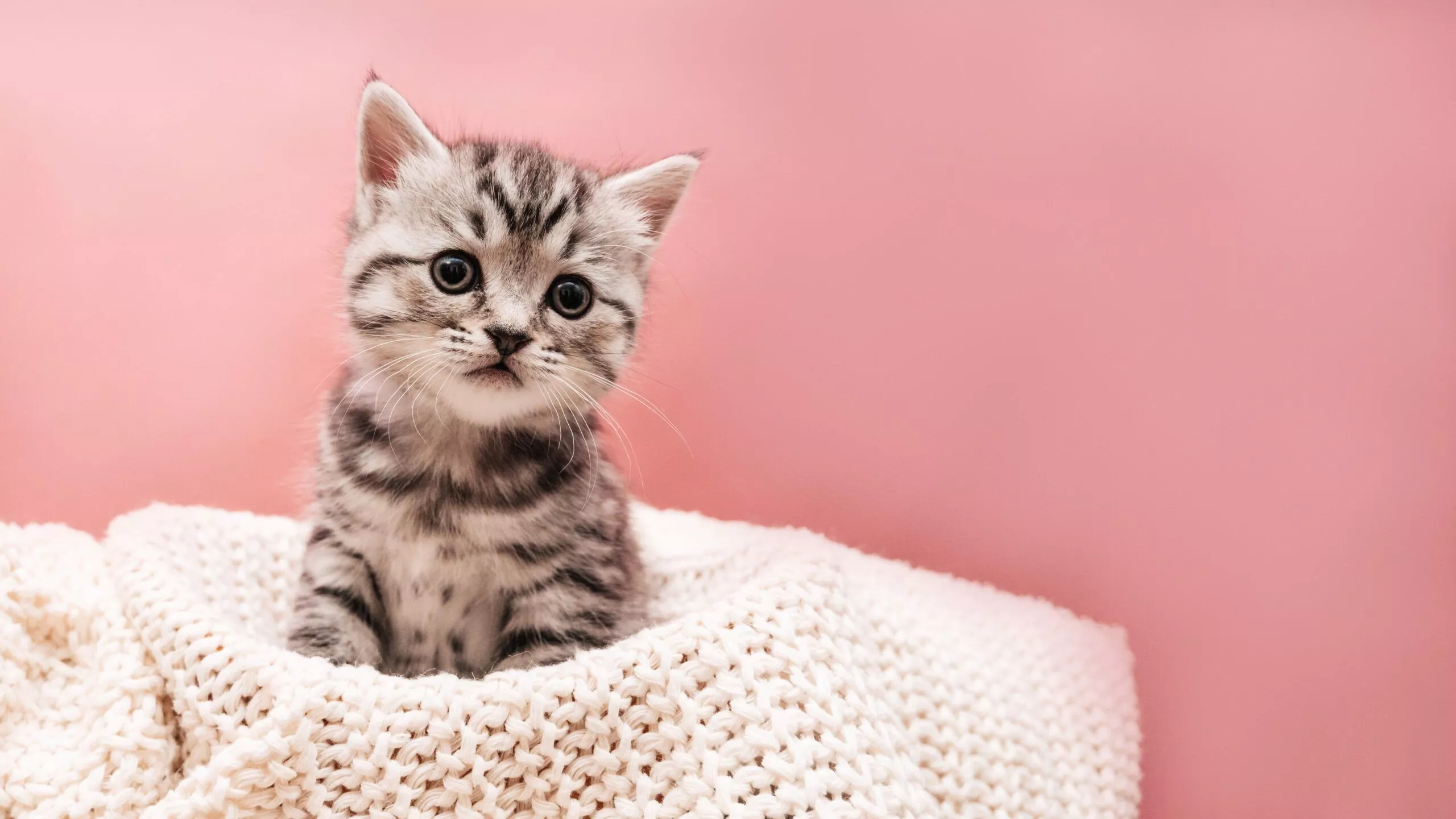 cute fluffy striped kitten