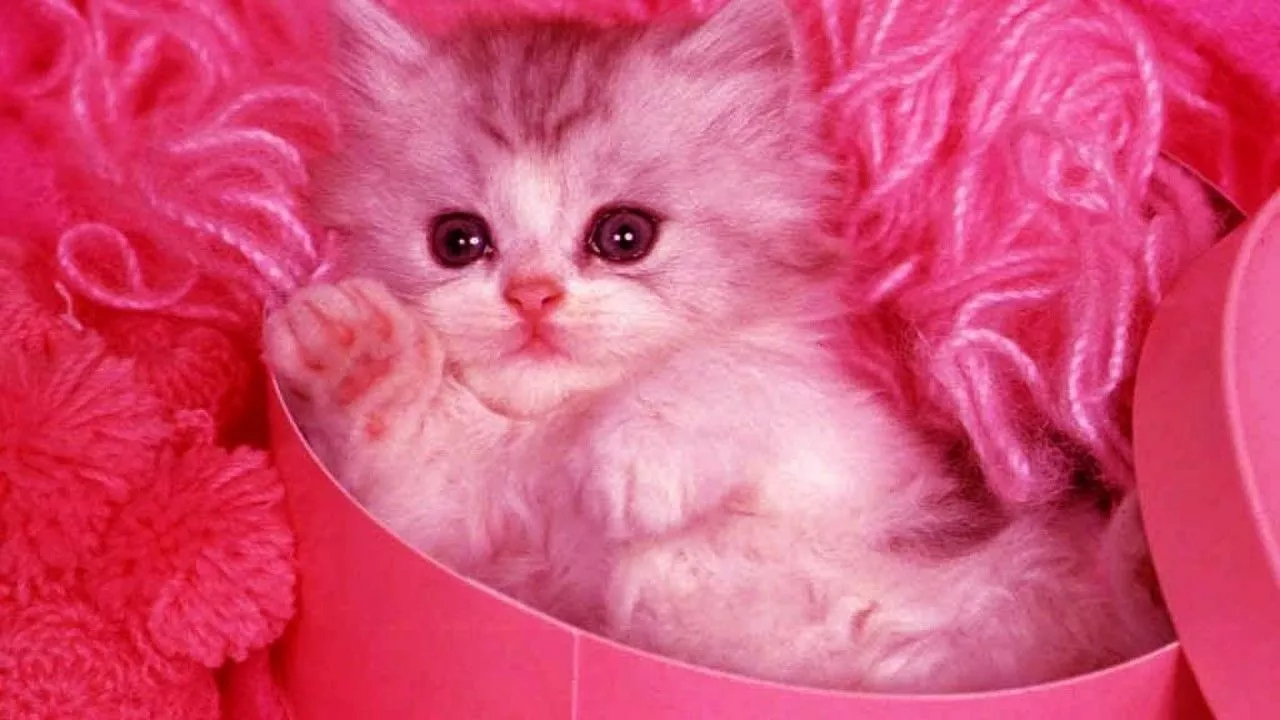 White Cat Kitten Inside Pink Cardboard