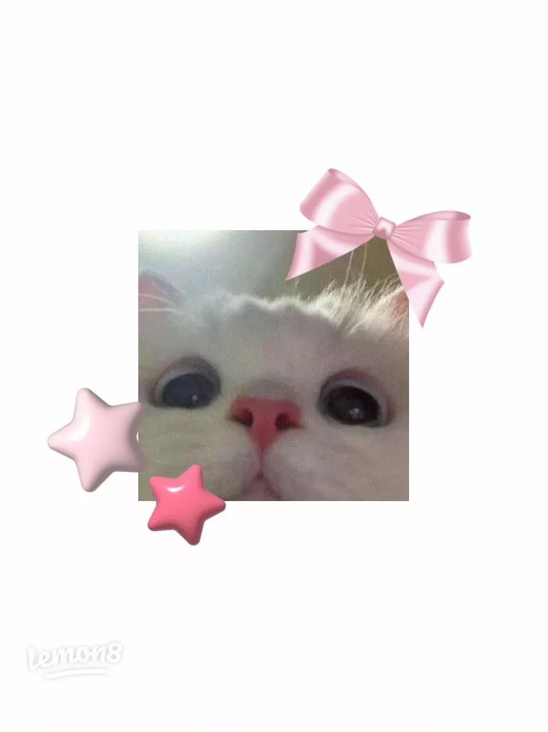 Cute kitty wallpaper