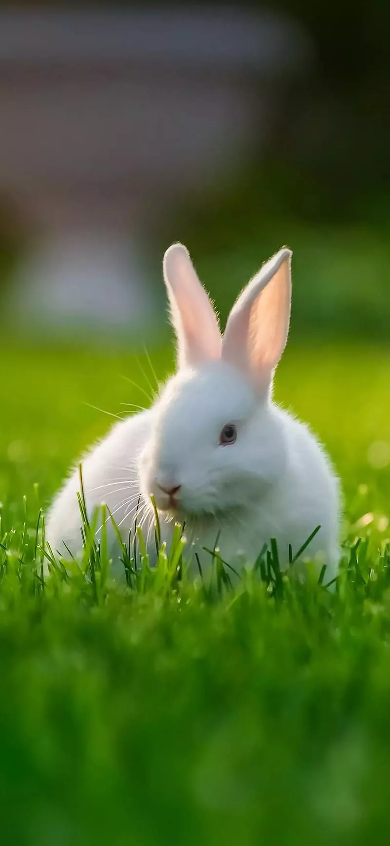 Rabbit, bunny, HD phone wallpaper