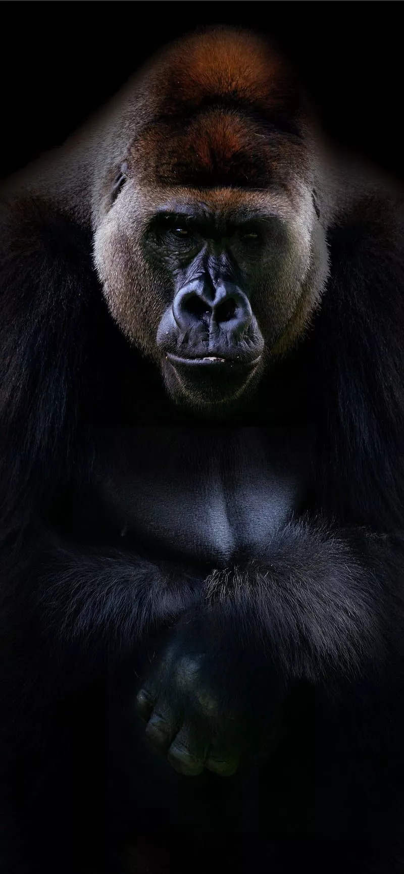 Silverback Gorilla Background iPhone, Gorrilla, HD phone wallpaper