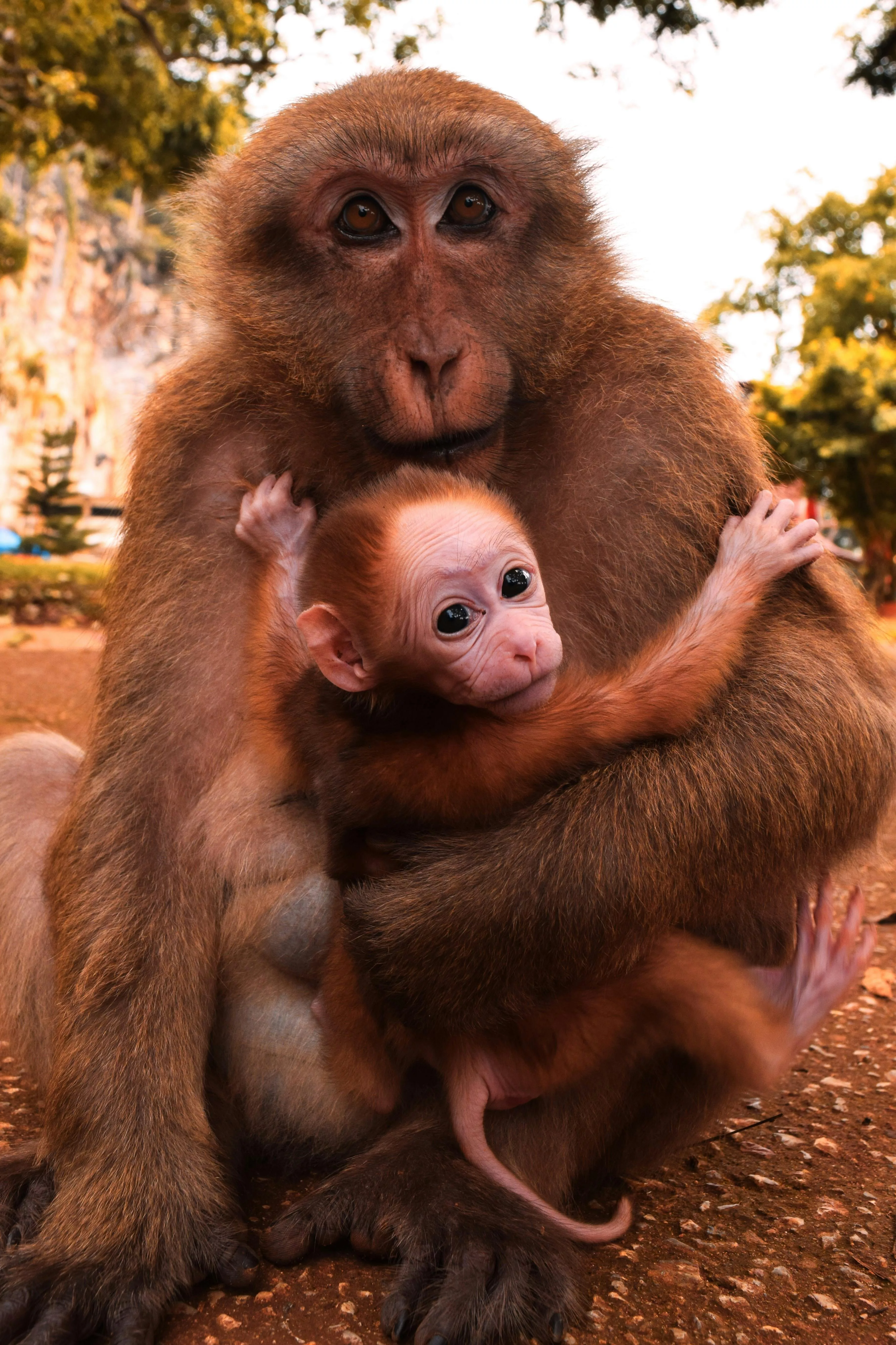 Baby Monkey Photo, Download The BEST