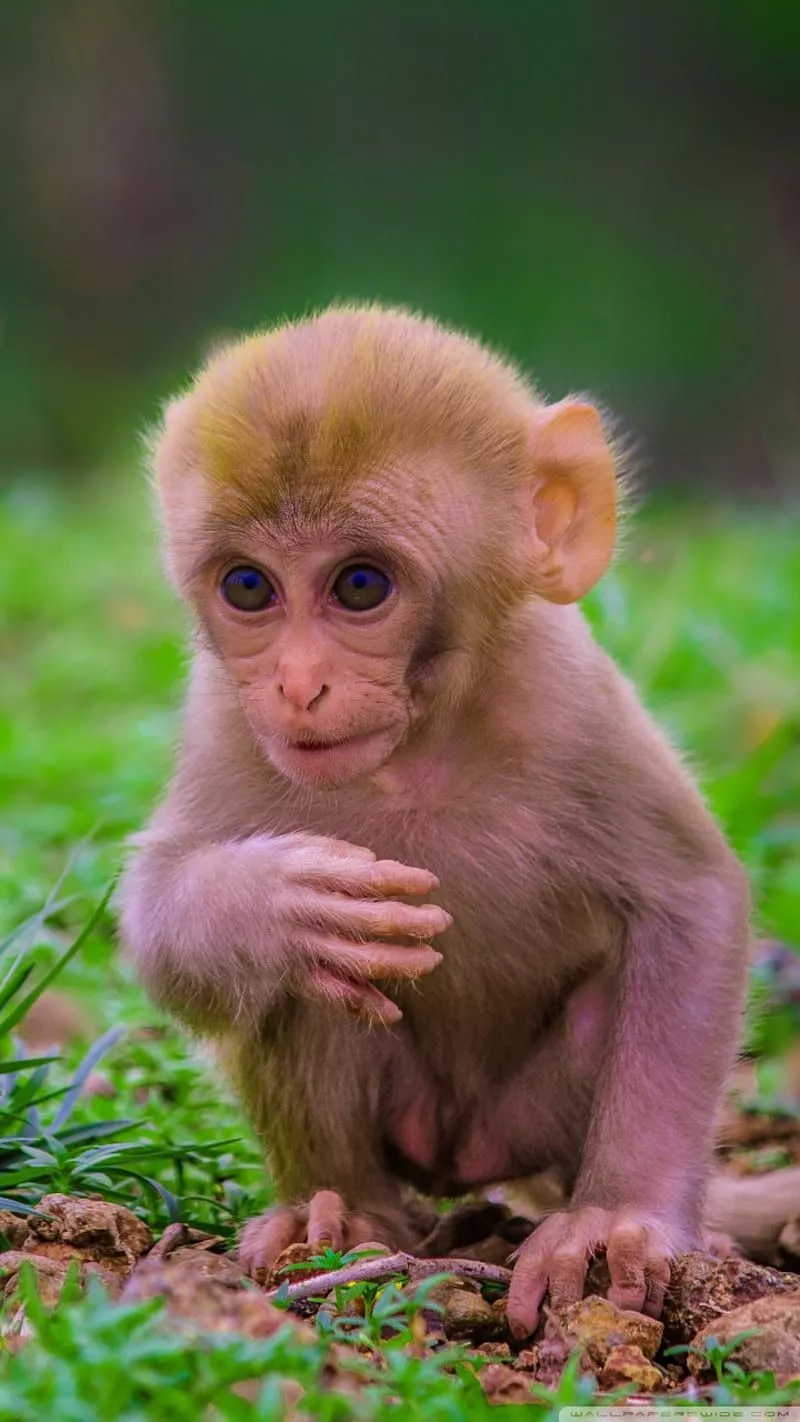 HD cute baby animals monkey wallpaper