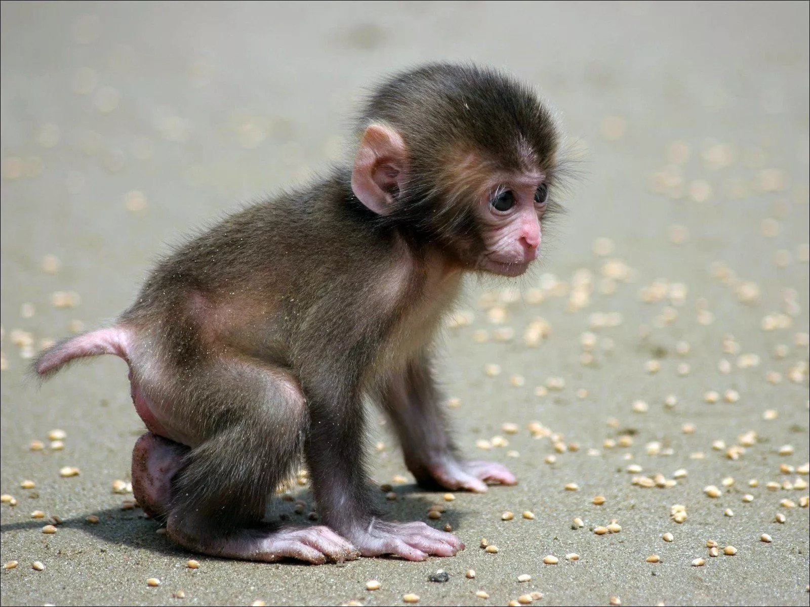 Adorable Macaque HD Wallpaper