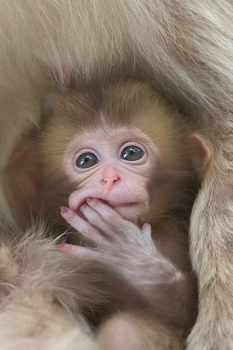 Monkey baby, HD phone wallpaper