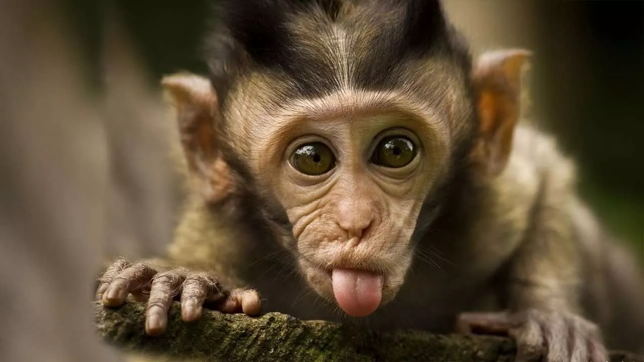 baby monkey