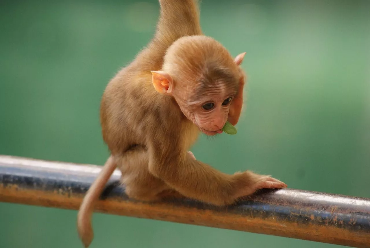 Monkey Baby Animal