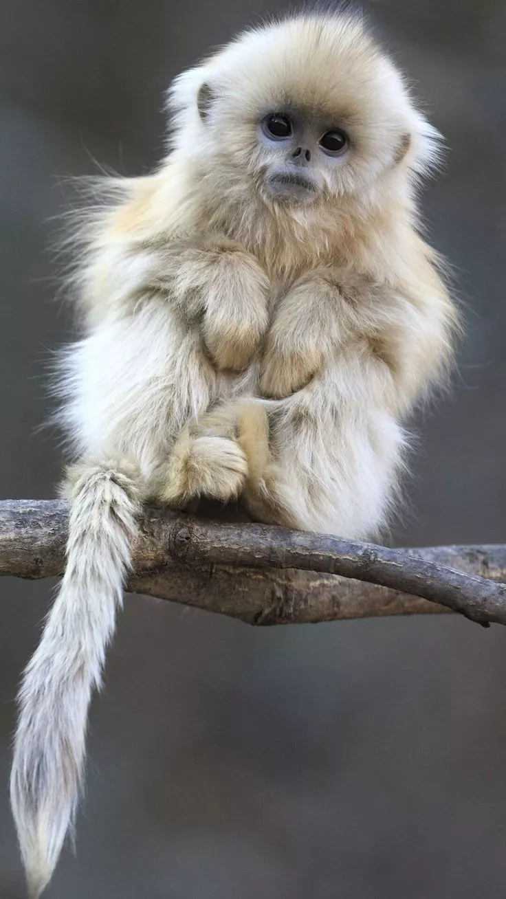 Cute Monkeys Wallpaper iPhone 6. Cute